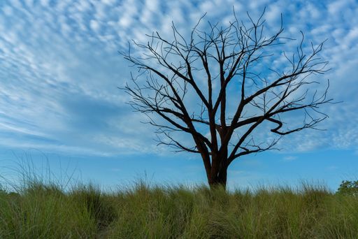 A tree without leaves growing on a green landscape under a clouded sky