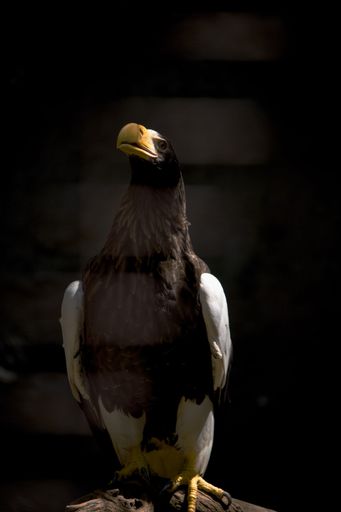 A majestic eagle perched on a branch with a dark background, highlighting its striking features.