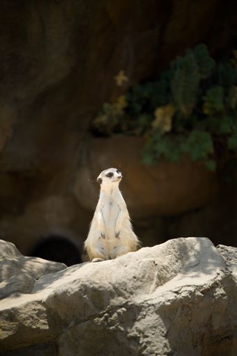 A meerkat standing on a rock in a natural habitat with a blurred background of foliage and rocks.