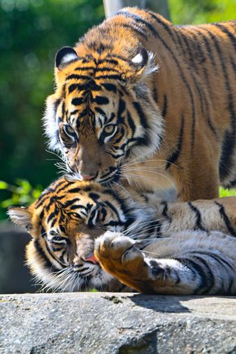 The two Bengal tigers interacting in a natural habitat with lush greenery in the background