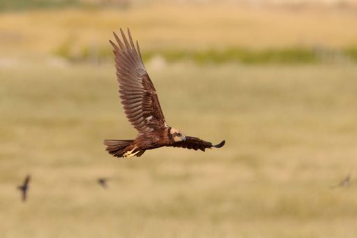 A Female sub adult western marsh harrier Circus aeruginosus on spring migration hunting in level flight over corn field. Wings held in a V. Malta