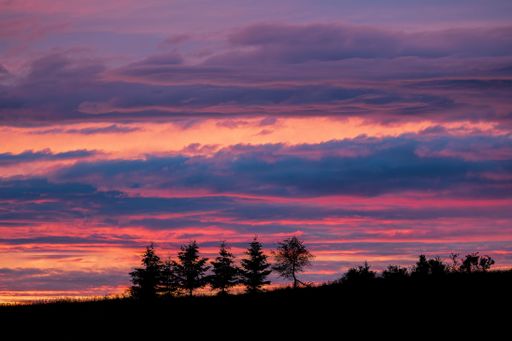 The silhouette of trees against a vibrant sunset sky