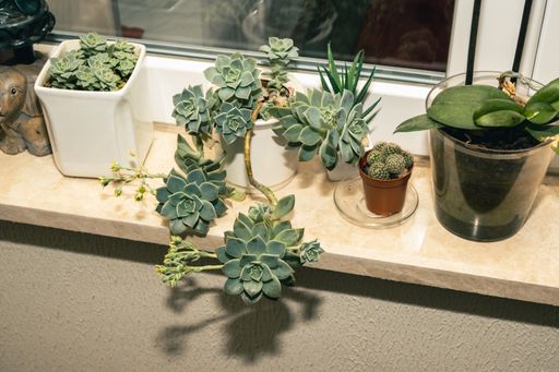 A closeup shot of cactuses in pots on a shelf
