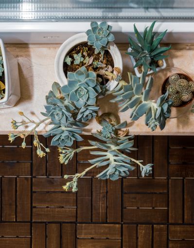 A vertical shot of succulent plants in pots on a shelf