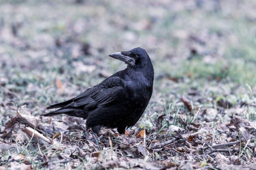 A black crow standing on the ground full of grass and leaves