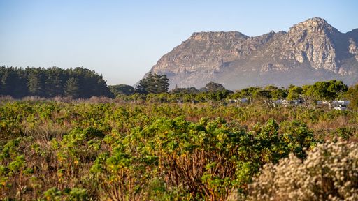 A scenic view of a lush green field with a mountain range in the background under a clear blue sky in cape town