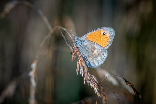A Close-up of a butterfly perched on a dry plant with a blurred background