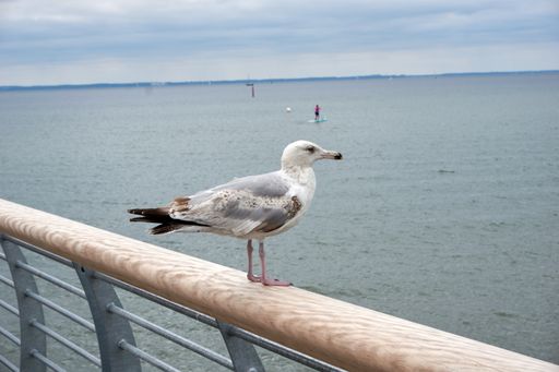 A seagull perched on handrailing on the background of the sea