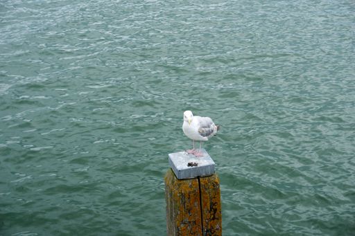 A seagull perched on a post on the background of the sea