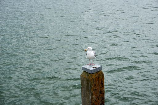 A seagull perched on a post on the background of the sea
