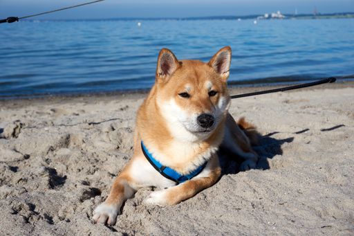 An adorable Shiba Inu dog lying on sand at a beach