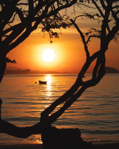 A serene sunset over the ocean with a silhouetted tree in the foreground