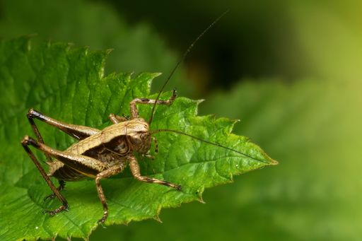 A close-up of a Dark Bush-Cricket (Pholidoptera Griseoaptera) perched on a green leaf