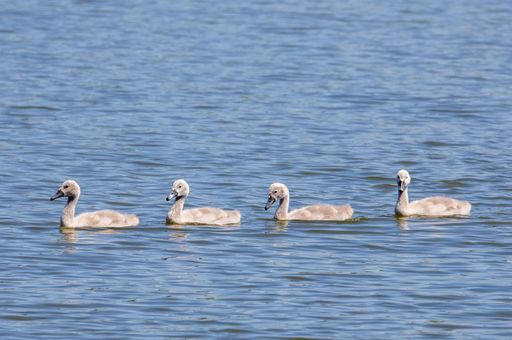 A group of four white swan chicks strung together on the water
