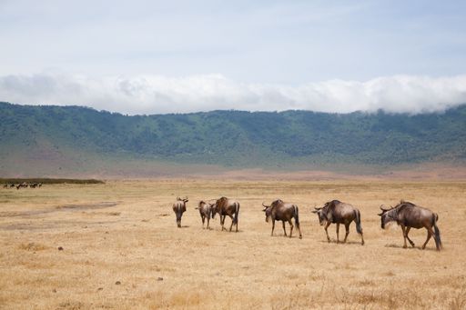 A herd of wildebeests walking across the dry plains of Ngorongoro Crater with lush green hills in the background.