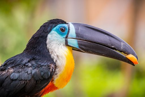 A black, white and orange toucan with a long beak