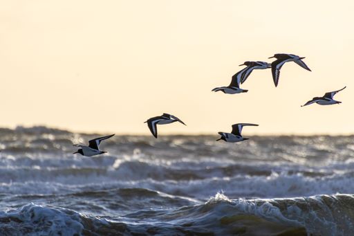 Flock of birds flying over the ocean waves at sunset
