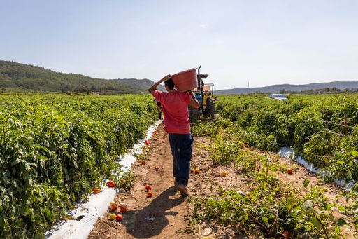 A farmer carrying a basket of tomatoes in a lush green field with a tractor in the background