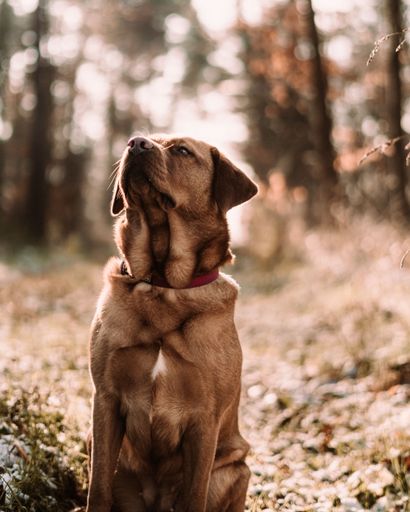 A brown dog with a red collar sitting in a sunlit forest during autumn.
