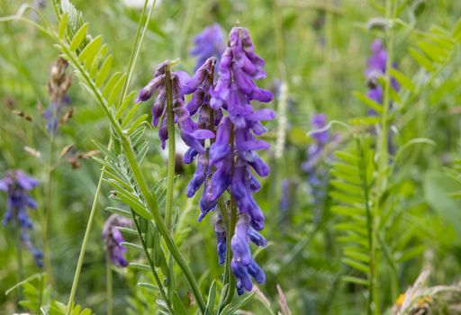 A shallow focus of Scutellaria baicalensis BAIKAL SKULLCAP with green flowers with lawn blurred background on a spring day