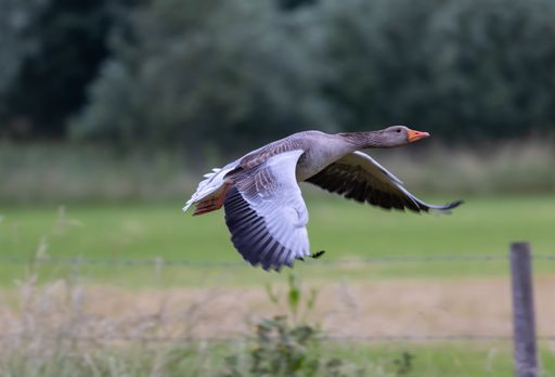 A selective focis shot of a gray goose flaying over a lawn and trees with blurred background