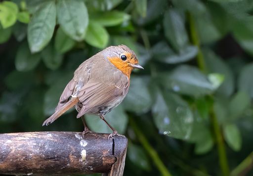 A selective focus of a European robin bird standing on a cut wooden branch with green leaves in background