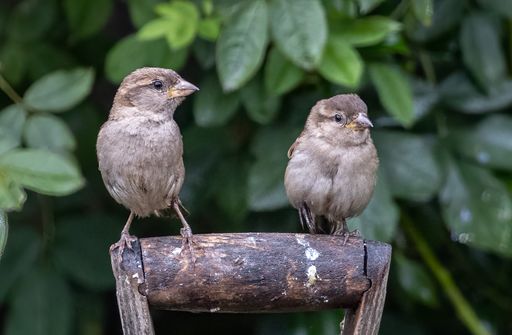 A close up of two House sparrow birds standing on a rusty wooden board in the garden with green leaves blurred in the background