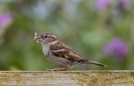 A close up of a House sparrow bird with an insect in his beak standing on a wooden surface on a light day with blurred garden in background