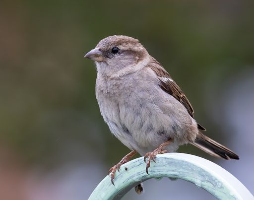 A close up of a House sparrow standing on a wooden arc with blurred background