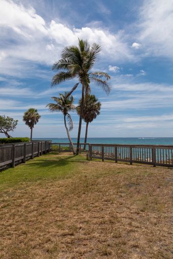 A vertical shot of palms near the fence next to the Atlantic Ocean on Deerfield Beach, Florida