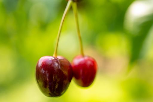 A closeup of juicy ripe cherries hanging on the branch surrounded by leaves