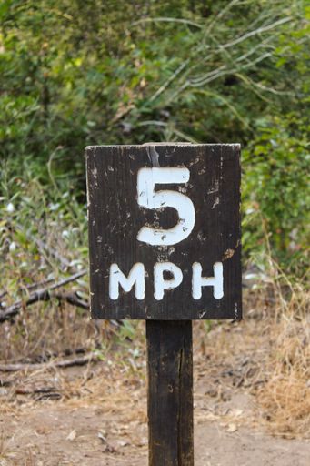A vertical shot of a sign in the forest with the text "5 MPH"
