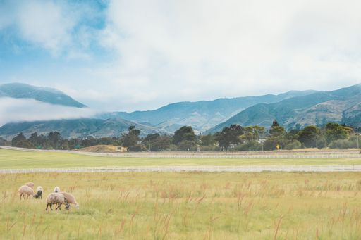 The Sheep grazing in a lush green field with scenic mountains in the background on a partly cloudy day