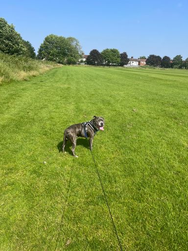 A Staffordshire bulldog terrier on a leash standing on a green field.