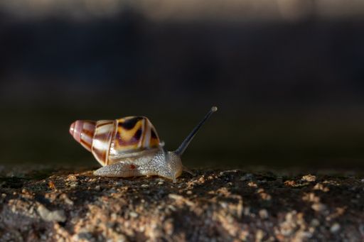 A selective focus shot of a snail on a rocky surface