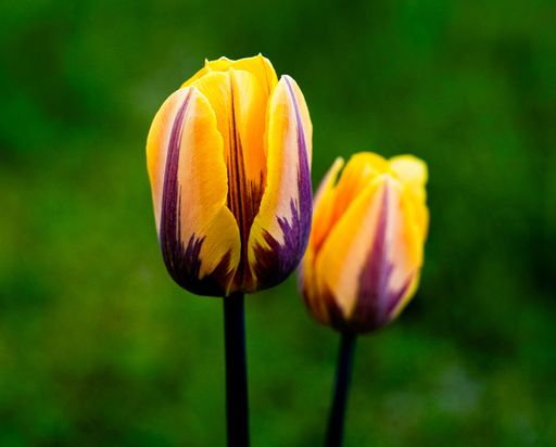 A close-up of two vibrant yellow tulips with purple streaks in a field