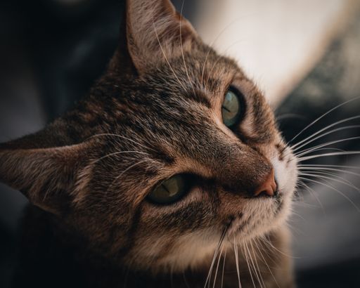 A beautiful indoors cat with green eyes, looking at the camera