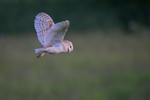 A barn owl in flight over a blurred natural background
