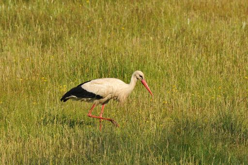 A white stork walking through a meadow with green grass and yellow flowers on a sunny day