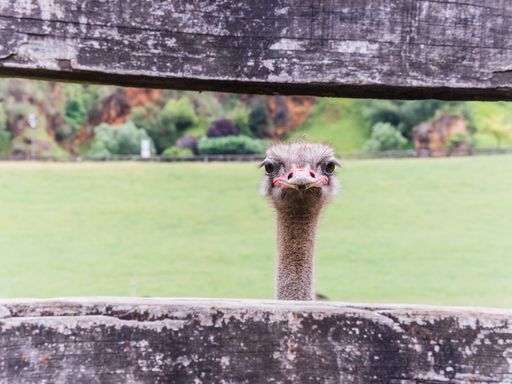 A beautiful shot of a common ostrich in the zoo