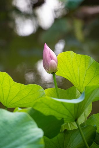 A close-up of a pink lotus bud surrounded by large green leaves in a serene natural setting