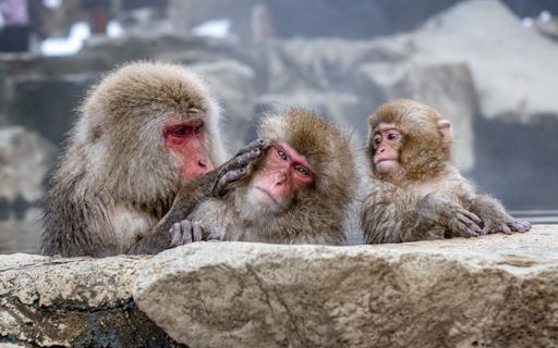 A family of Japanese macaques relaxing in a hot spring in Jigokudani Monkey Park, Nagano, Japan.