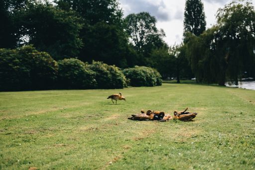 Ducks resting on a grassy field in a park with lush greenery and trees in the background.