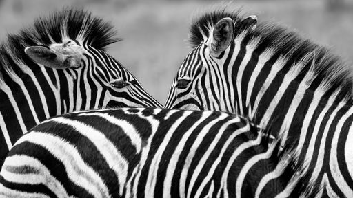 A grayscale close-up of zebras standing closely together