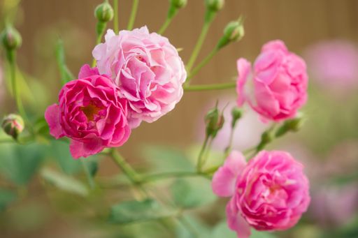 Close-up of pink roses in full bloom with a blurred background.