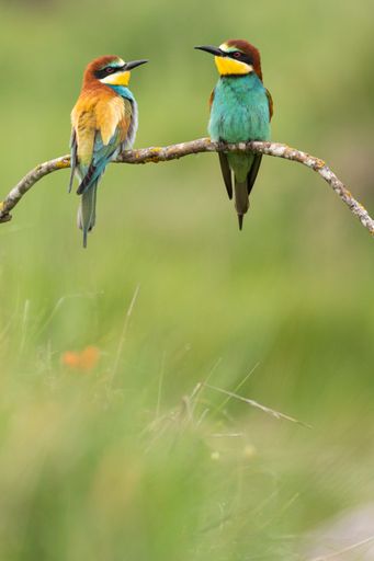 A vertical shot of cute Rainbow bee-eaters sitting on a twig