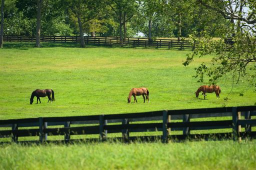 A herd of grazing horses in a ranch covered in greenery surrounded by wooden fences on a sunny day