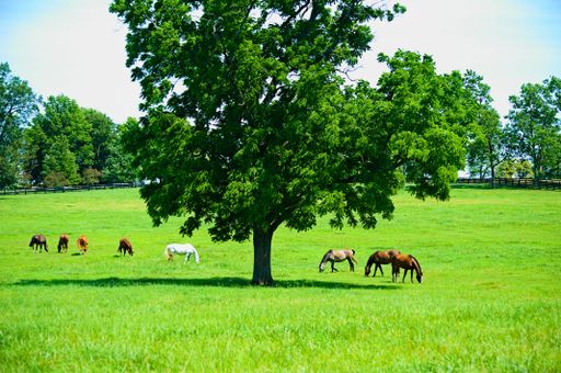 A herd of grazing horses in a ranch covered in greenery surrounded by wooden fences on a sunny day