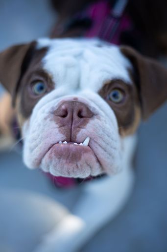 A close-up of a cute Old English Bulldog with blue eyes