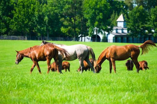 A group of horses grazing in a ranch covered in greenery on a sunny day in the countryside